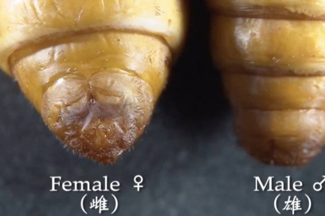 雌雄蚕蛹形态