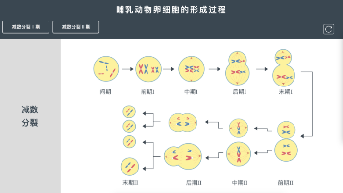 哺乳动物卵细胞的形成过程,通过减数分裂,一个卵原细胞分裂成一个卵