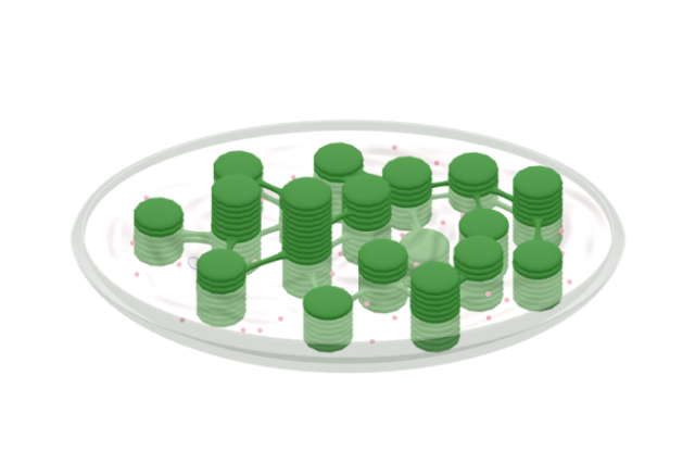 基粒#光合作用#类囊体#细胞器 叶绿体是绿色植物进行光合作用的场所