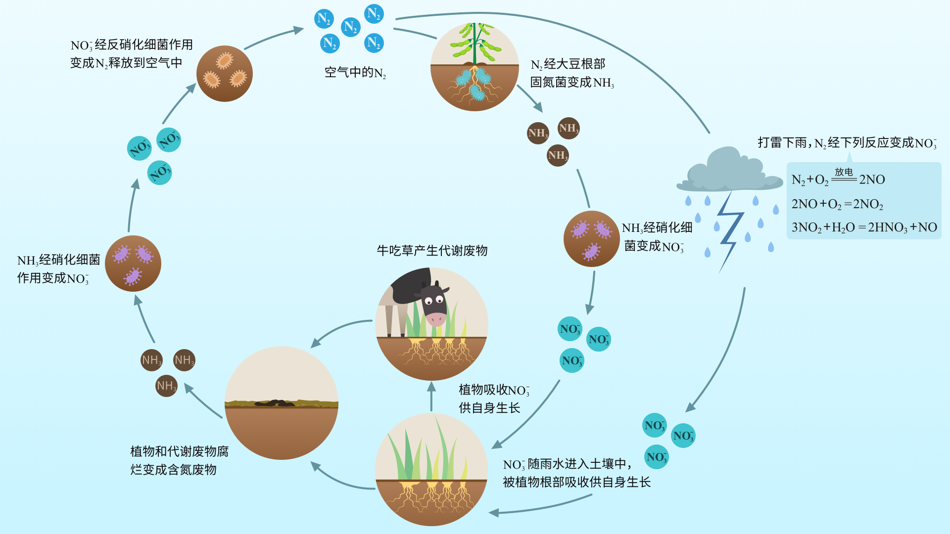 自然界中的氮循环知识图谱