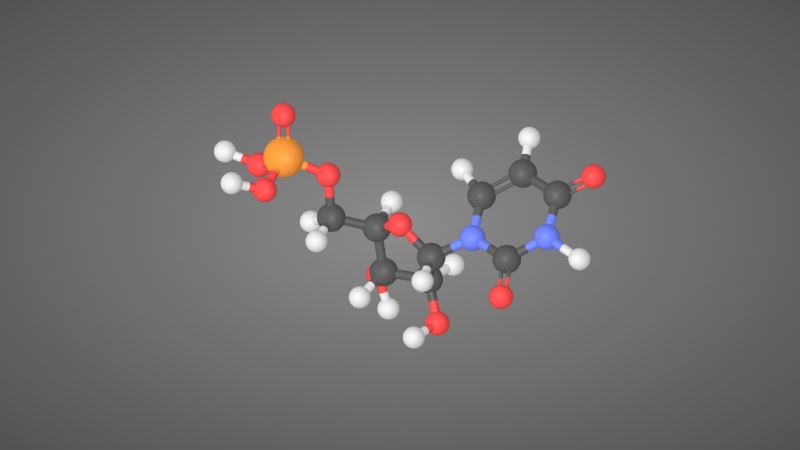 尿嘧啶核糖核苷酸分子结构模型