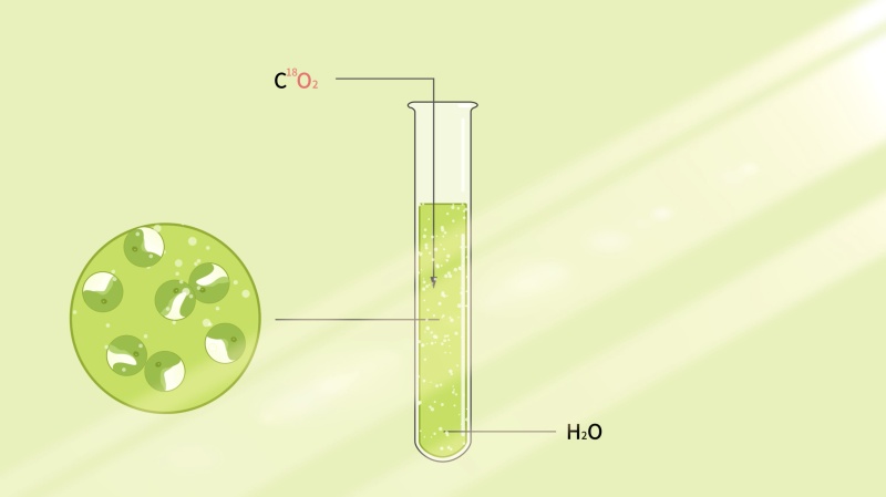 美国科学家鲁宾和卡门利用同位素标记法进行探究实验