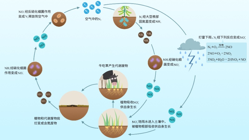 自然界中的氮循环