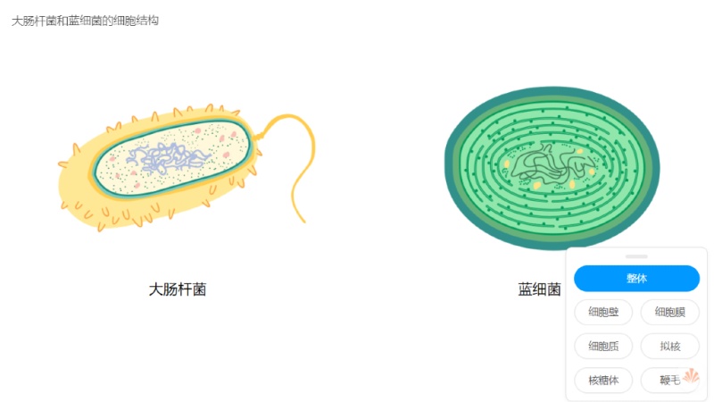 大肠杆菌和蓝细菌的细胞结构