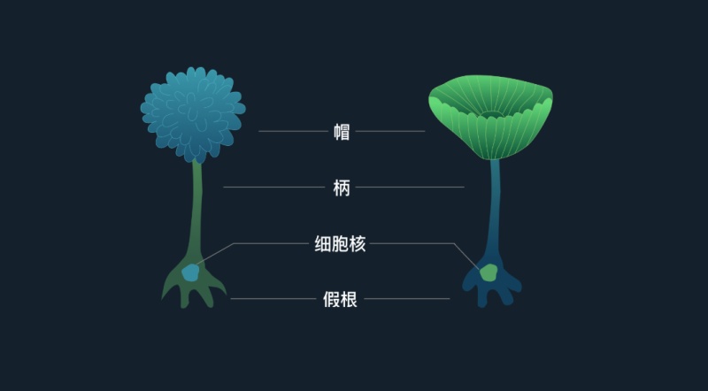 伞藻核移植实验