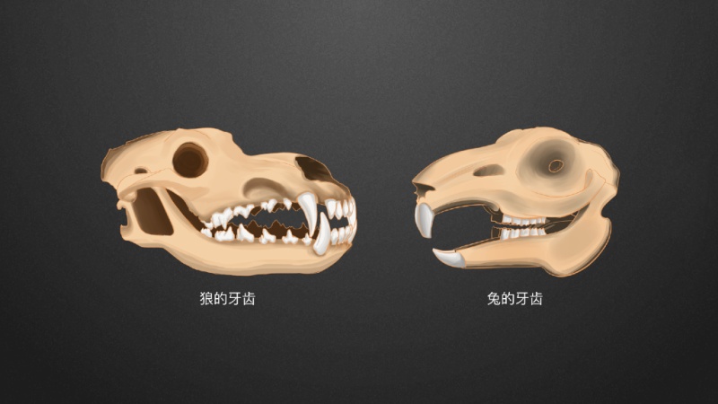 收藏 点赞 哺乳动物牙齿的分化有助于摄食和消化,兔和狼