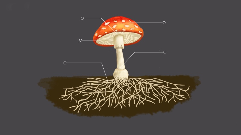 点赞               立即下载 火花学院app 蘑菇是典型的大型多细胞