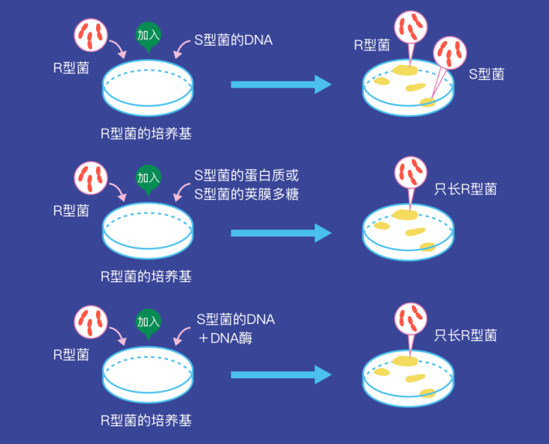 艾弗里实验图片