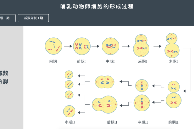 哺乳动物卵细胞的形成过程,通过减数分裂,一个卵原细胞分裂成一个卵