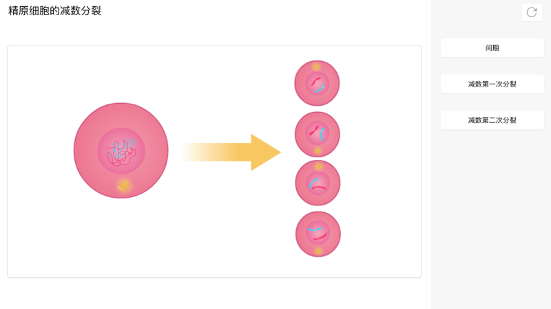 精原细胞的减数分裂
