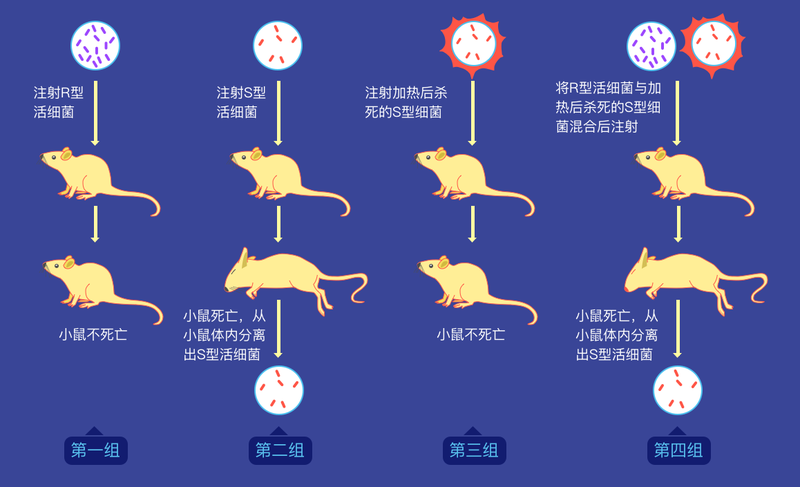 肺炎双球菌转化实验图片