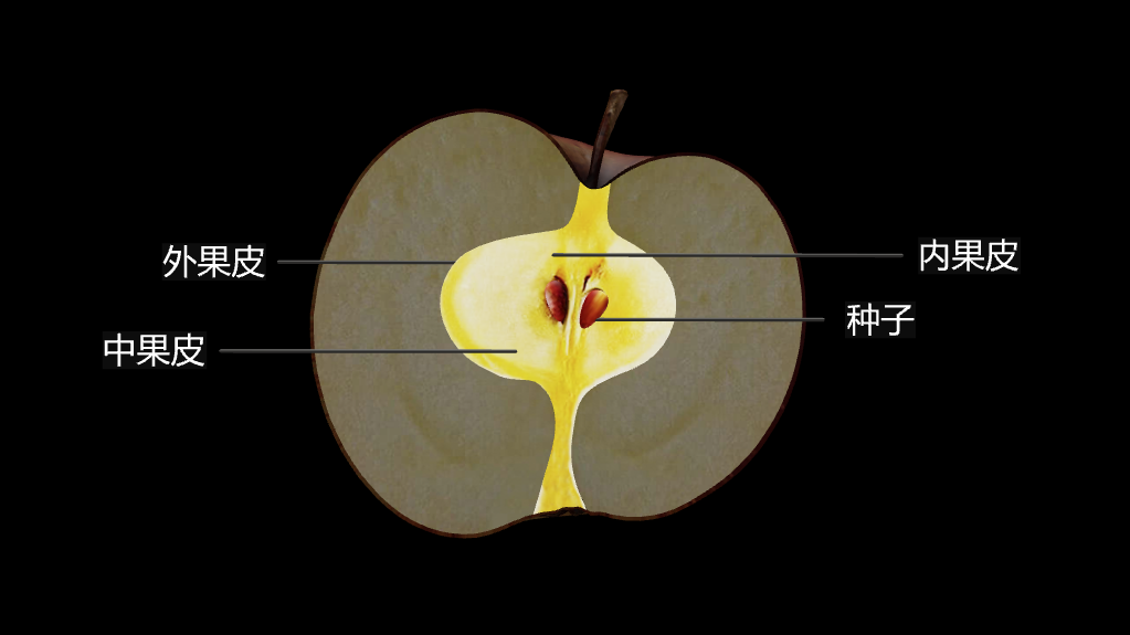苹果种子结构图片