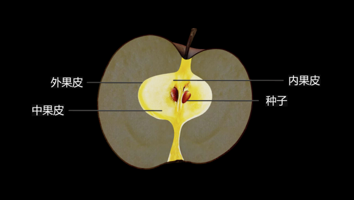 蘋果的結構