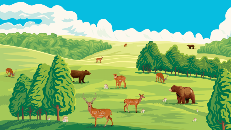 森林生态系统的组成