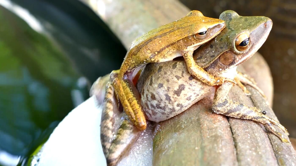 雌雄蛙抱对图片