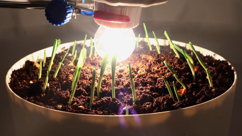 植物的向光性-火花资源