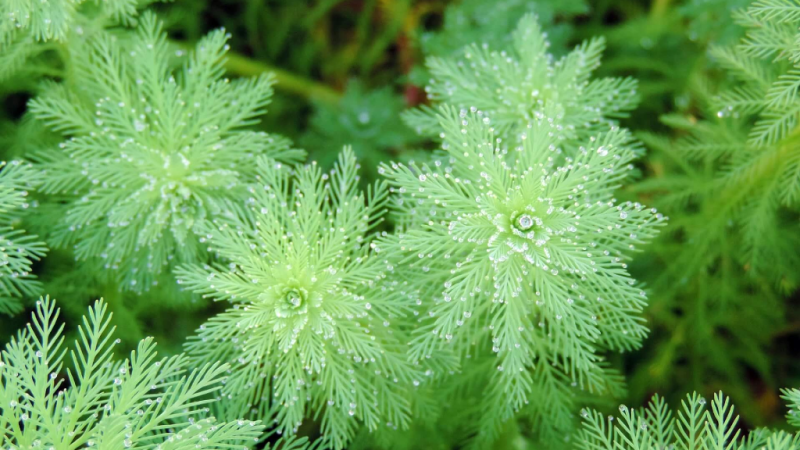 沉水植物 火花学院