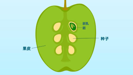 种子的结构