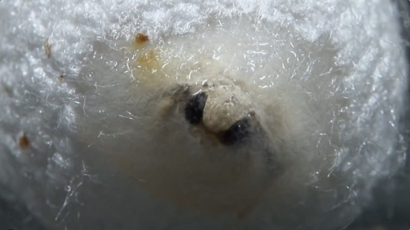 羽化过程2_火花学院