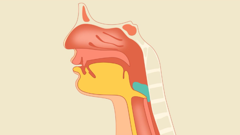 吞咽和呼吸的关系