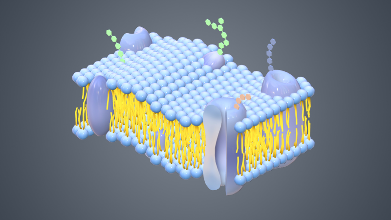 生物膜_火花学院