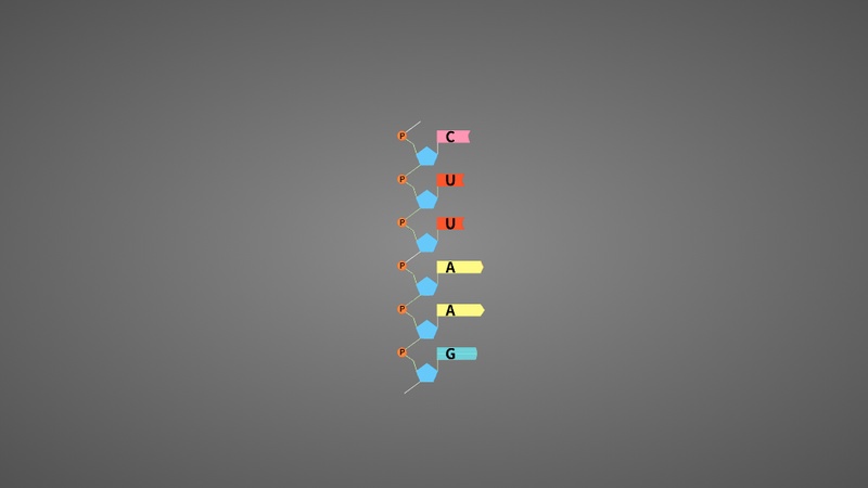 DNA和RNA的区别_火花学院